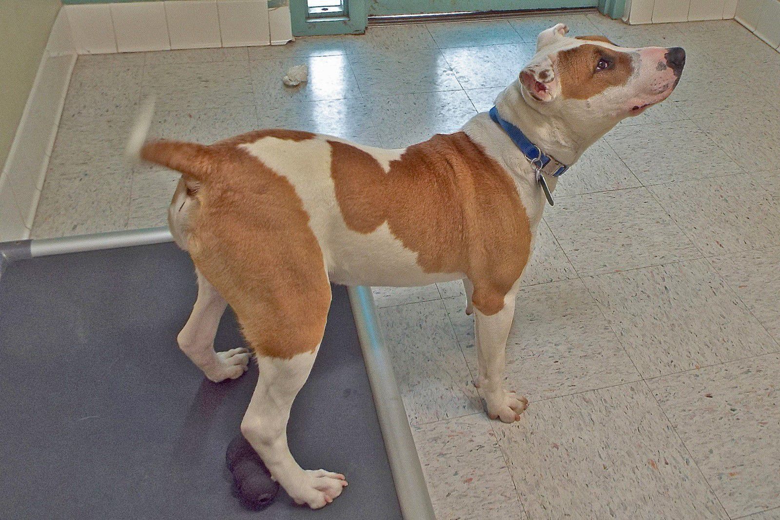 Adopt a friend: Sonny B